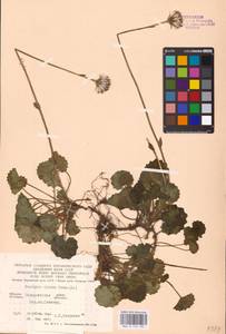 Homogyne alpina (L.) Cass., Eastern Europe, West Ukrainian region (E13) (Ukraine)