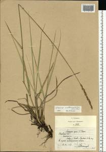 Leymus multicaulis (Kar. & Kir.) Tzvelev, Eastern Europe, Moscow region (E4a) (Russia)