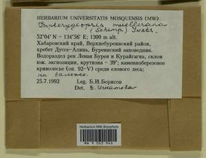 Isopterygiopsis catagonioides (Broth.) Ignatov & Ignatova, Bryophytes, Bryophytes - Russian Far East (excl. Chukotka & Kamchatka) (B20) (Russia)