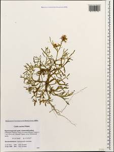 Cakile maritima subsp. euxina (Pobed.) Nyár., Caucasus, Krasnodar Krai & Adygea (K1a) (Russia)