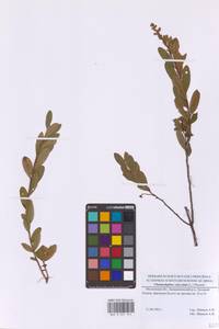 Chamaedaphne calyculata (L.) Moench, Eastern Europe, Moscow region (E4a) (Russia)