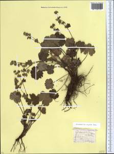 Alchemilla sericata Rchb., Caucasus, Stavropol Krai, Karachay-Cherkessia & Kabardino-Balkaria (K1b) (Russia)
