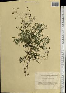 Thalictrum foetidum L., Siberia, Altai & Sayany Mountains (S2) (Russia)