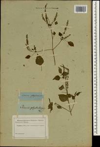 Basilicum polystachyon (L.) Moench, South Asia, South Asia (Asia outside ex-Soviet states and Mongolia) (ASIA) (Not classified)