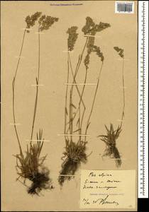Poa alpina L., Caucasus, Krasnodar Krai & Adygea (K1a) (Russia)