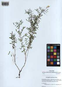 KUZ 000 633, Astragalus austriacus Jacq., Siberia, Altai & Sayany Mountains (S2) (Russia)