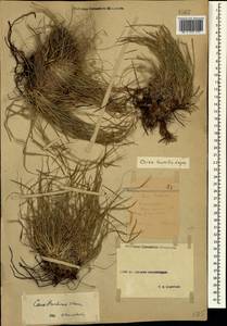 Carex humilis Leyss., Caucasus, Stavropol Krai, Karachay-Cherkessia & Kabardino-Balkaria (K1b) (Russia)