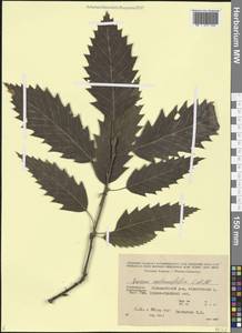 Quercus castaneifolia C.A.Mey., Caucasus, Azerbaijan (K6) (Azerbaijan)