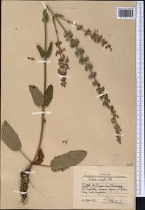 Salvia virgata Jacq., Middle Asia, Western Tian Shan & Karatau (M3) (Uzbekistan)