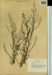 Artemisia anethifolia Weber ex Stechm., Siberia, Altai & Sayany Mountains (S2) (Russia)