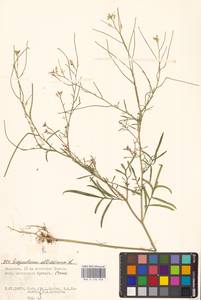 Sisymbrium altissimum L., Eastern Europe, Lower Volga region (E9) (Russia)