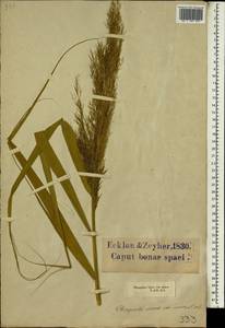 Phragmites australis subsp. isiacus (Arcang.) ined., Africa (AFR) (South Africa)