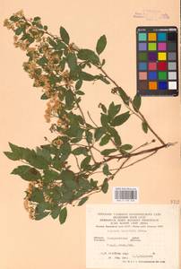 Spiraea chamaedryfolia L., Eastern Europe, West Ukrainian region (E13) (Ukraine)