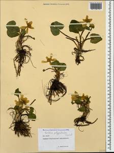 Caltha palustris var. polypetala (Hochst. ex Lorent) Huth, Caucasus, North Ossetia, Ingushetia & Chechnya (K1c) (Russia)