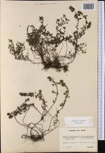 Thymus pulegioides subsp. montanus (Trevir.) Ronniger, Western Europe (EUR) (France)