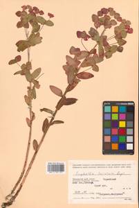 Euphorbia lucorum Rupr., Siberia, Russian Far East (S6) (Russia)