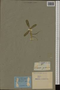 Trigonella foenum-graecum L., Western Europe (EUR) (Not classified)