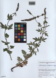 Nepeta multifida L., Siberia, Altai & Sayany Mountains (S2) (Russia)