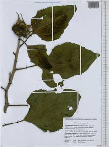 Helianthus annuus L., Eastern Europe, Northern region (E1) (Russia)