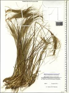 Stipellula capensis (Thunb.) Röser & Hamasha, Caucasus, Azerbaijan (K6) (Azerbaijan)