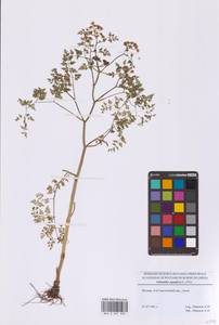 Oenanthe aquatica (L.) Poir., Eastern Europe, Moscow region (E4a) (Russia)
