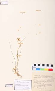 Gagea serotina (L.) Ker Gawl., Siberia, Altai & Sayany Mountains (S2) (Russia)