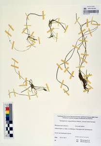 MAG 0003159, Sparganium angustifolium Michx., Siberia, Chukotka & Kamchatka (S7) (Russia)