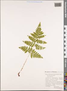 Dryopteris carthusiana (Vill.) H. P. Fuchs, Siberia, Western Siberia (S1) (Russia)