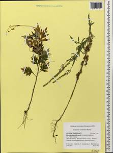 Cuscuta scandens subsp. cesatiana (Bertol.) Holub, Caucasus, Krasnodar Krai & Adygea (K1a) (Russia)