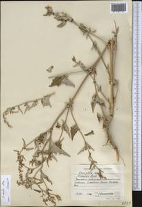 Atriplex aucheri Moq., Middle Asia, Caspian Ustyurt & Northern Aralia (M8) (Kazakhstan)