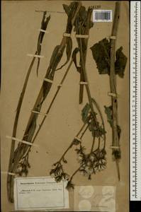 Sonchus palustris L., Eastern Europe, Central forest-and-steppe region (E6) (Russia)