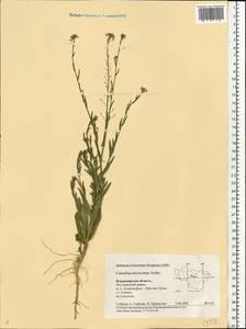 Camelina microcarpa Andrz. ex DC., Eastern Europe, Central region (E4) (Russia)