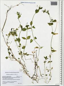 Stellaria media (L.) Vill., Caucasus, Krasnodar Krai & Adygea (K1a) (Russia)