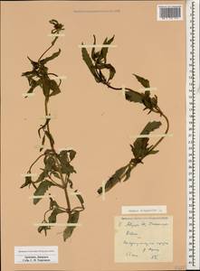 Bidens tripartita L., Caucasus, Armenia (K5) (Armenia)