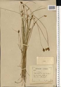 Carex divisa Huds., Eastern Europe, Central forest-and-steppe region (E6) (Russia)