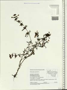 Pedicularis palustris, Eastern Europe, Central region (E4) (Russia)