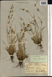 Carex diluta M.Bieb., Eastern Europe, Rostov Oblast (E12a) (Russia)
