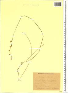 Melica nutans L., Caucasus, Krasnodar Krai & Adygea (K1a) (Russia)