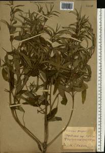 Phlomis herba-venti subsp. pungens (Willd.) Maire ex DeFilipps, Eastern Europe, North Ukrainian region (E11) (Ukraine)