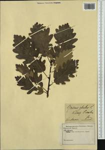 Quercus, Western Europe (EUR) (Croatia)