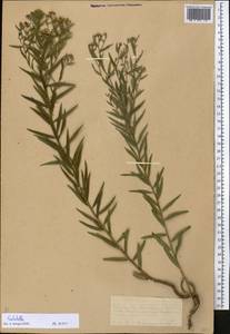 Galatella, Middle Asia, Northern & Central Kazakhstan (M10) (Kazakhstan)