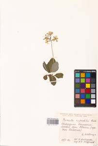 Primula ruprechtii Kusnezowa ex Lipsky, Caucasus, Stavropol Krai, Karachay-Cherkessia & Kabardino-Balkaria (K1b) (Russia)