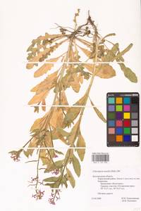 Chorispora tenella (Pall.) DC., Eastern Europe, Central forest-and-steppe region (E6) (Russia)