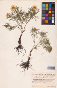 Adonis volgensis DC., Eastern Europe, North Ukrainian region (E11) (Ukraine)