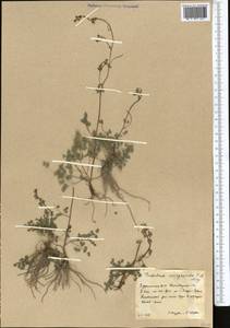 Thalictrum isopyroides C. A. Mey., Middle Asia, Kopet Dag, Badkhyz, Small & Great Balkhan (M1) (Turkmenistan)