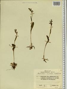 Platanthera tipuloides (L.f.) Lindl., Siberia, Chukotka & Kamchatka (S7) (Russia)