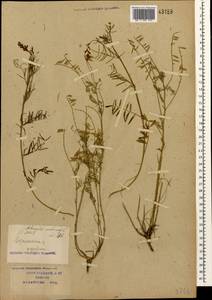 Astragalus austriacus Jacq., Caucasus, Krasnodar Krai & Adygea (K1a) (Russia)
