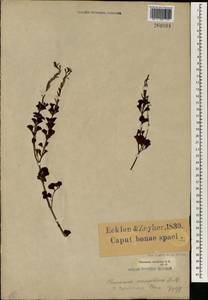Chascanum cuneifolium (L.f.) E.Mey., Africa (AFR) (South Africa)