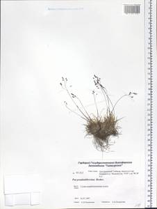 Poa pseudoabbreviata Roshev., Siberia, Central Siberia (S3) (Russia)