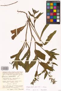 Lycopsis arvensis subsp. orientalis (L.) Kusn., Eastern Europe, Lower Volga region (E9) (Russia)